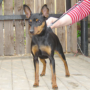Dushechka Krasavitsa