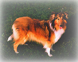 Reval Sunlight Golden Gabi 