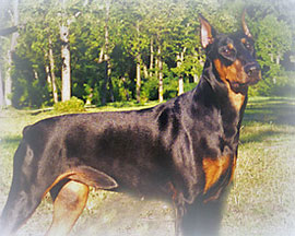 Greta