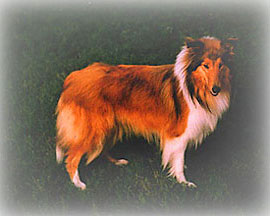 Annett's Golde Image