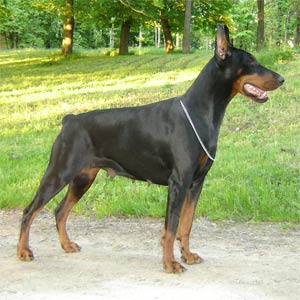 Ljusja